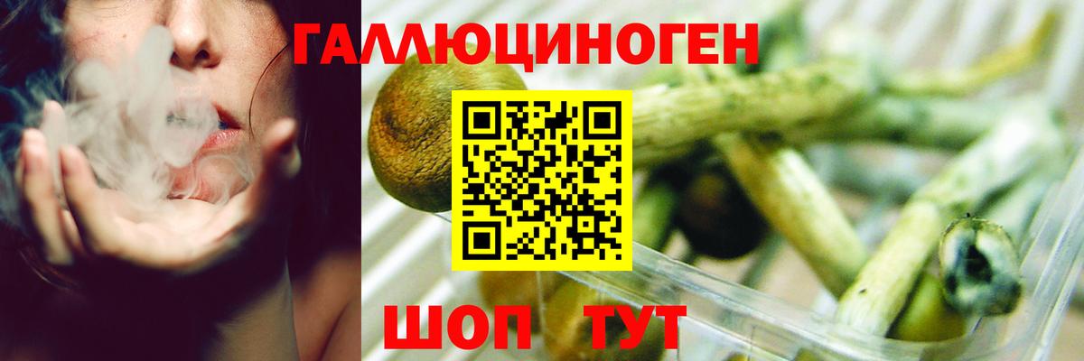 Псилоцибиновые грибы Cubensis Сергиев Посад